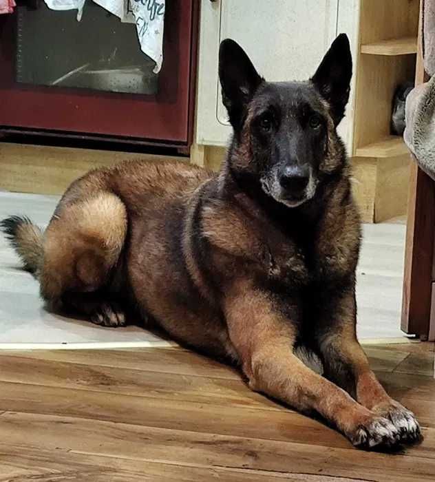 Owczarek Belgijski Malinois FCI Pies wstępnie zarezerwowany
