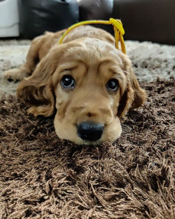 Руді дівчатка кокер-спаніеля — чистокровні, грайливі, добрі.