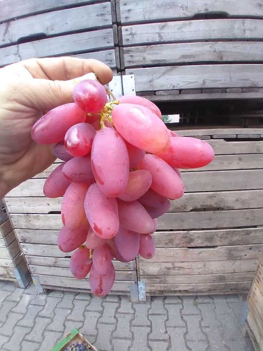 Sadzonki winogrona winogrono deserowe  i na wino soki