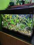 Akwarium z życiem Aquael glosy 80 cm 126 l