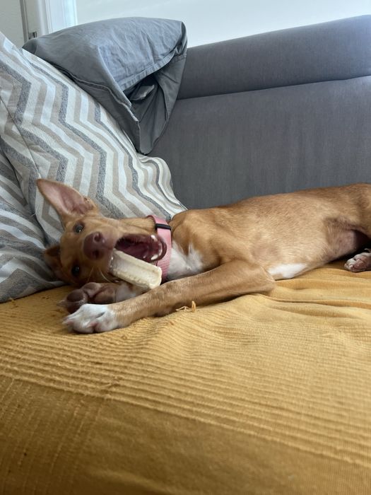 CARYA - cachorra para adoção responsavek