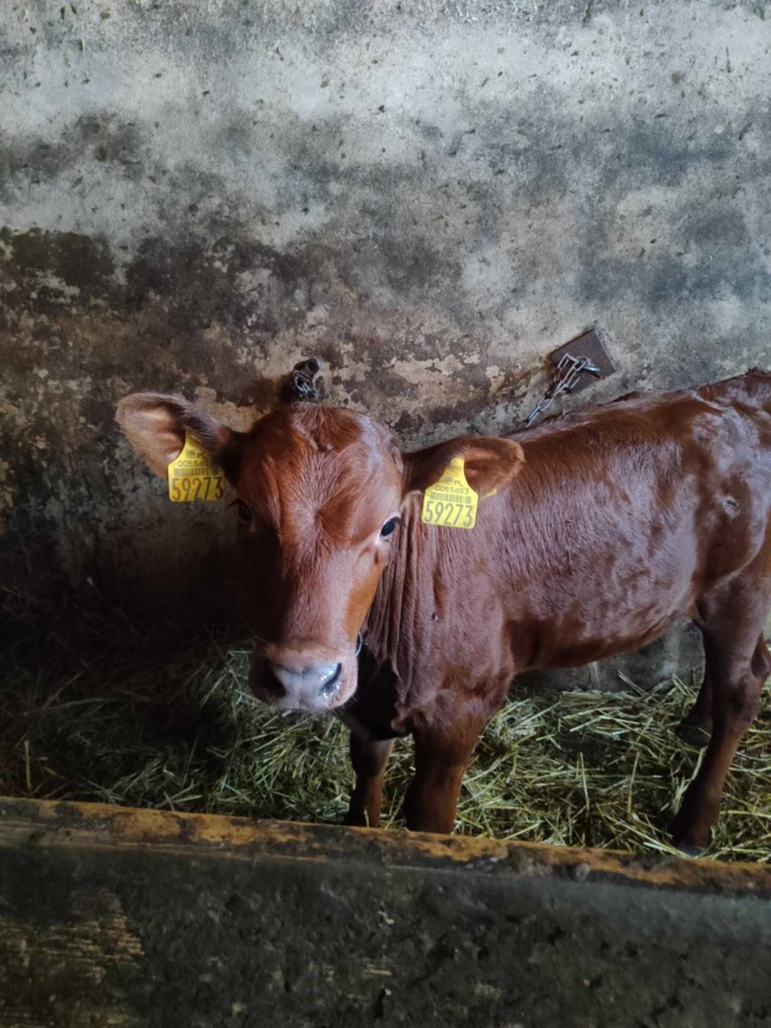 Sprzedam byczka czerwonego (Rezerwacja do soboty!)