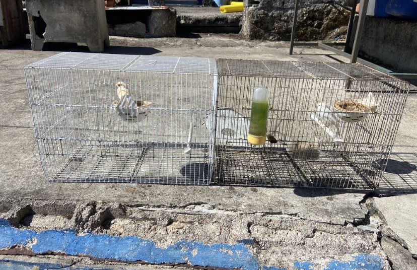 Vendo casal de canarios gaiola e tudo