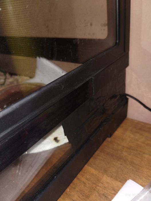 Sprzedam węża zbożowego + pokarm!