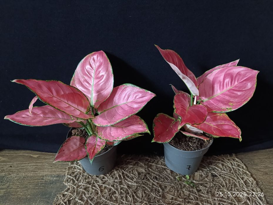 Аглаонема Розі Ред" (Aglaonema Rosy Red)