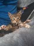 Marty piękny kocurek do adopcji