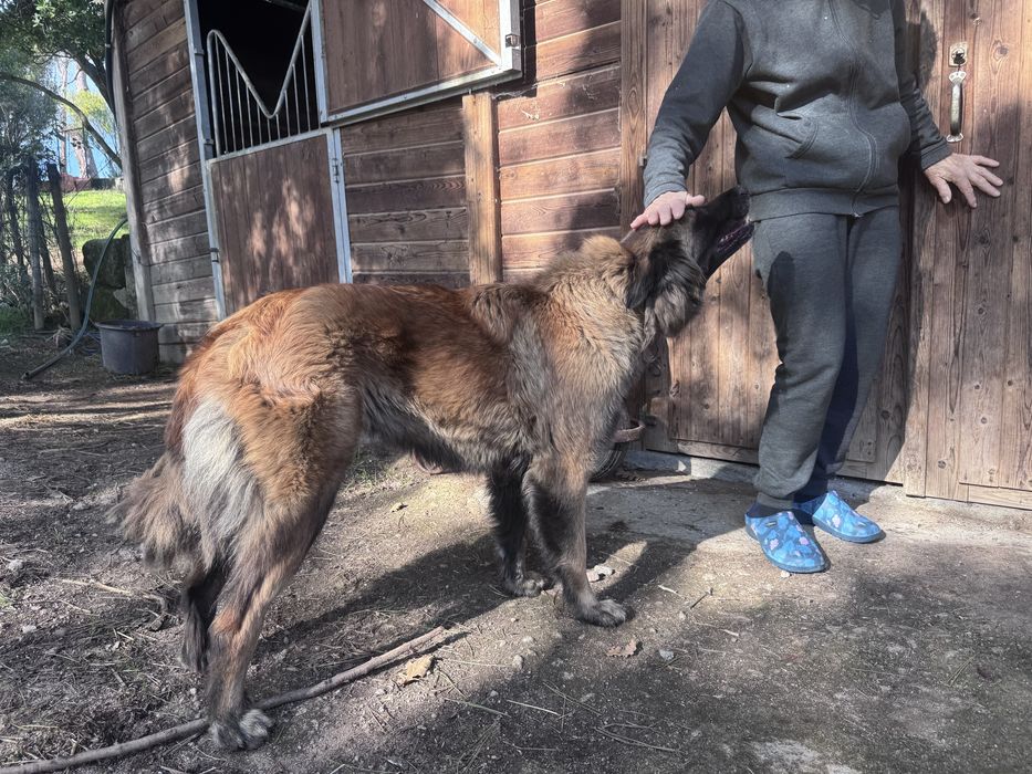 Ofereço cachorra meiga