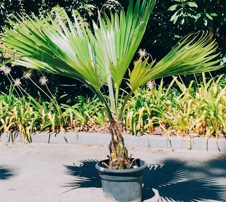 Rara Palmeira do Havaí, Lo'ulu Lelo ou Pritchardia hillebrandii