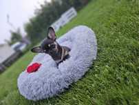 Chihuahua chłopczyk