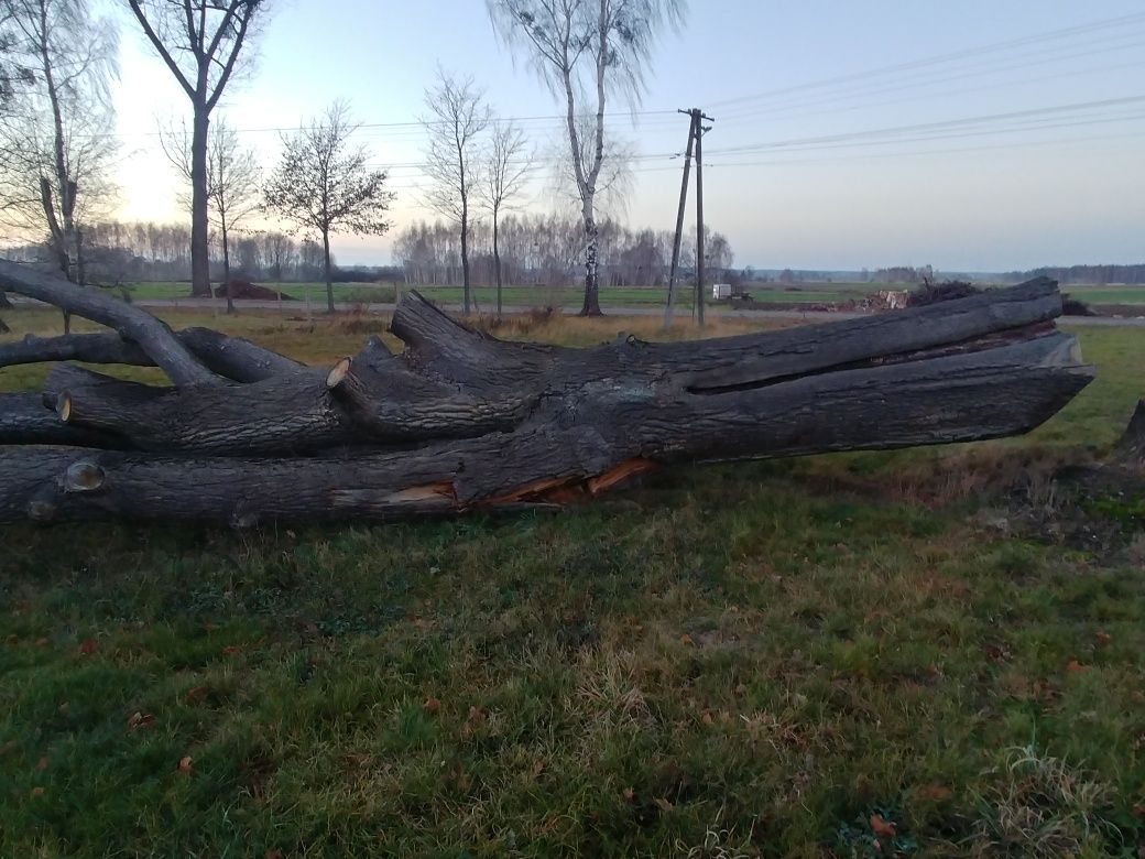 Dąb, kłody sprzedam