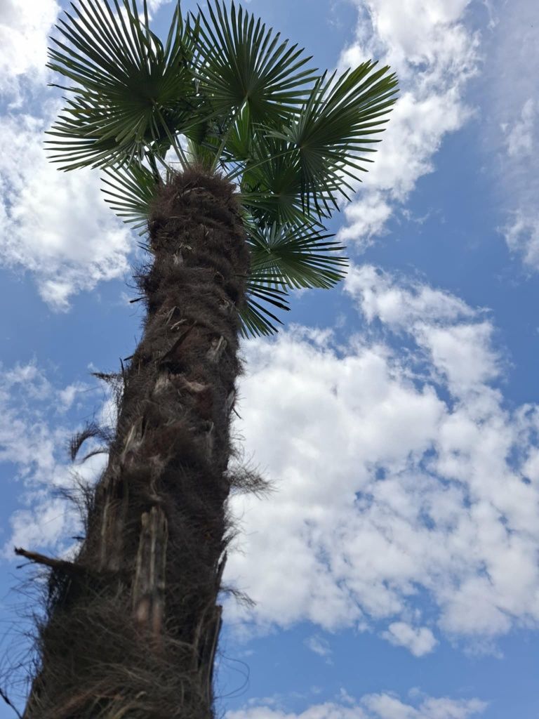 Palma trachycarpus fortunei wysokość 350 cm