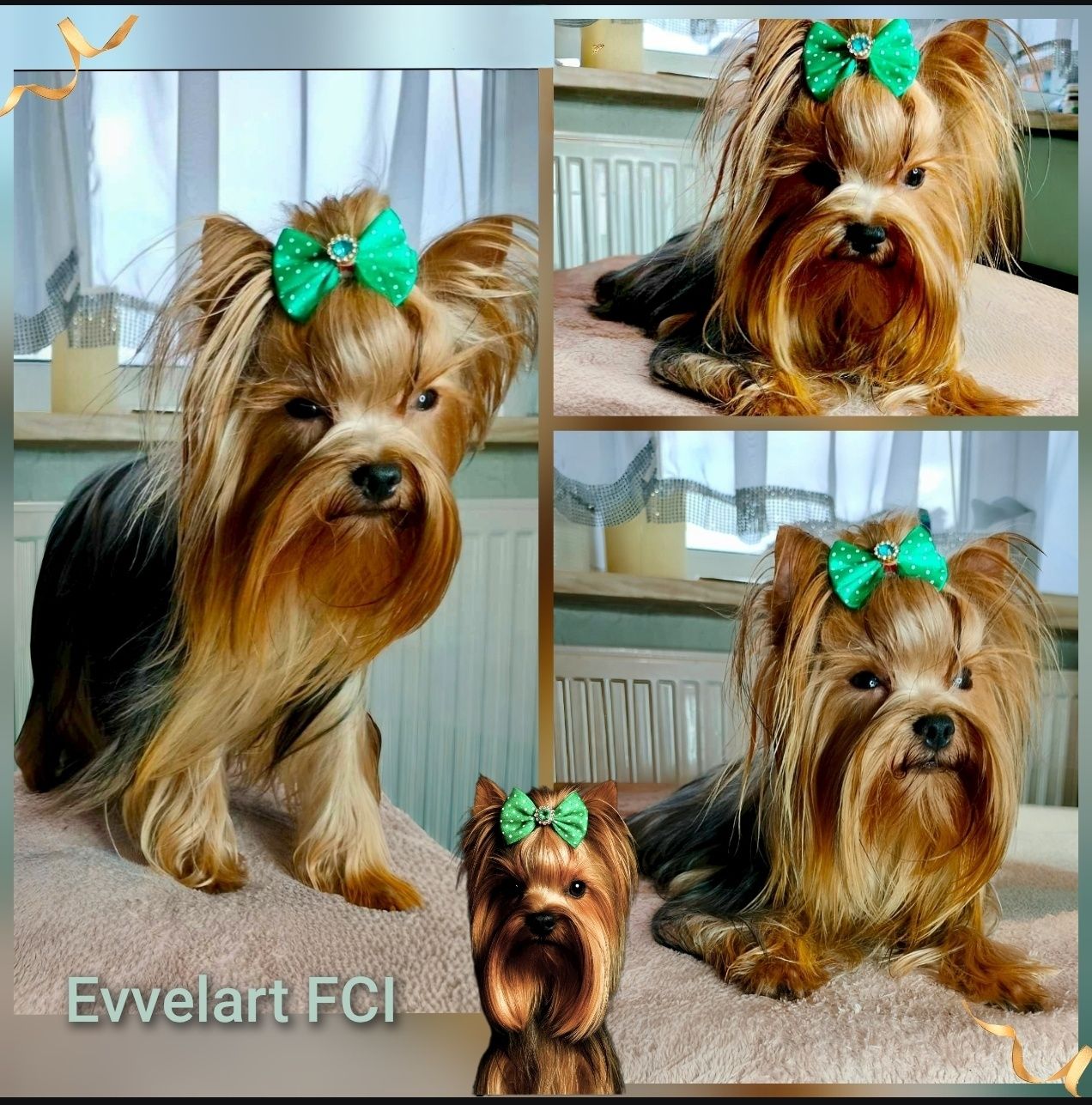 Chłopczyk piesek York Yorkshire Terrier ZKwP FCI