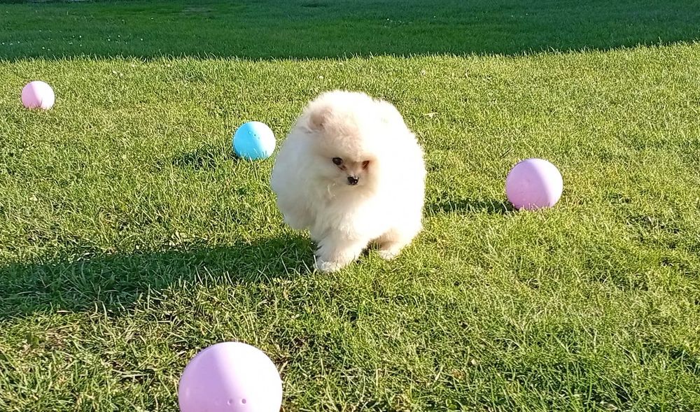 Szpic miniaturowy - Pomeranian (FCI)