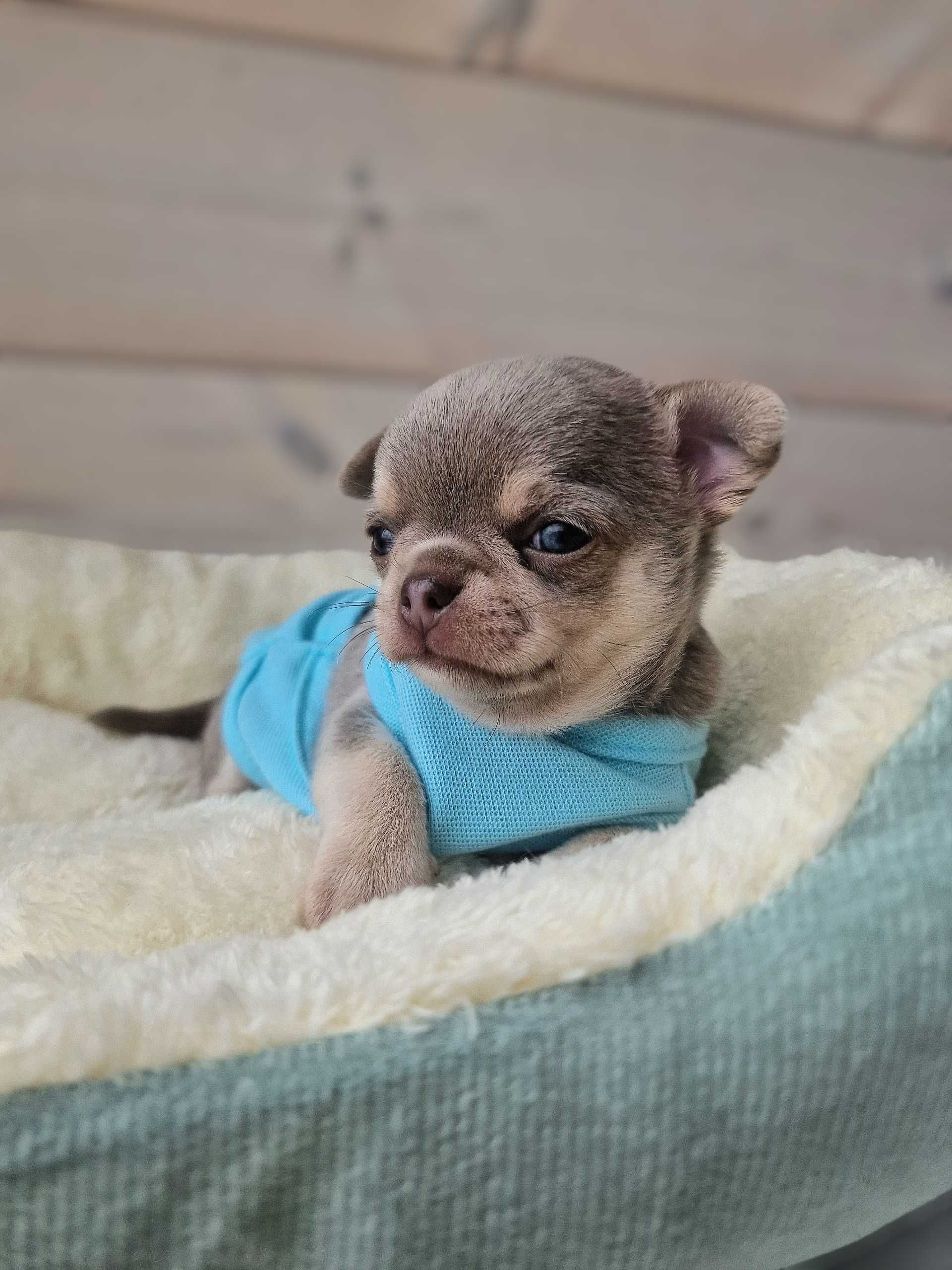 Chihuahua ZKwP/FCI liliowy chłopiec