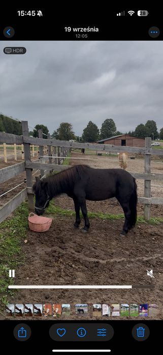 Idealny kucyk dla dzieci!