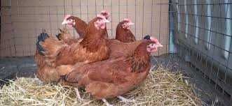 Kury z wolnego wybiegu ! Nioski Rossa Messa Leghorn Dominant ! Dowóz !