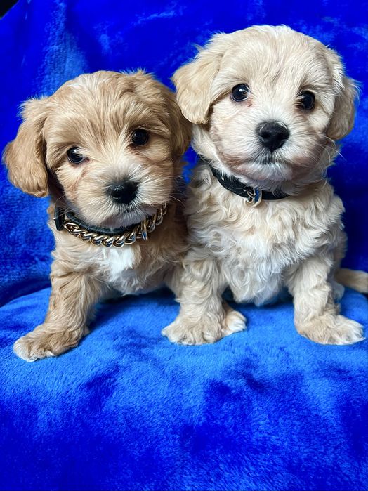Maltipoo śliczny chłopiec