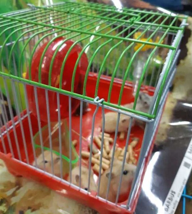 Джунгарські хомяки ,карликові хомячки ,хомяк