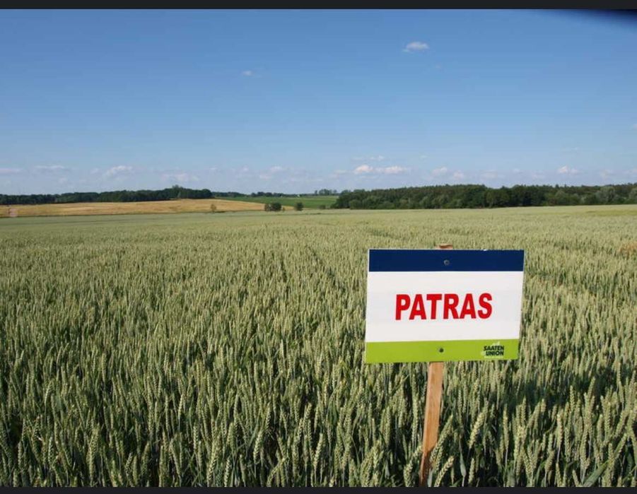 Pszenica ozima kwalifikat PATRAS Egidius
