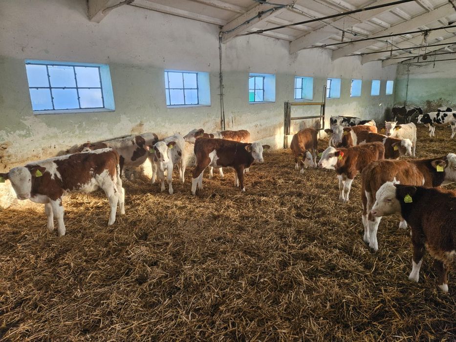 Byczki Mięsne Odsadki Opasy Świetny Towar od ROLNIKA