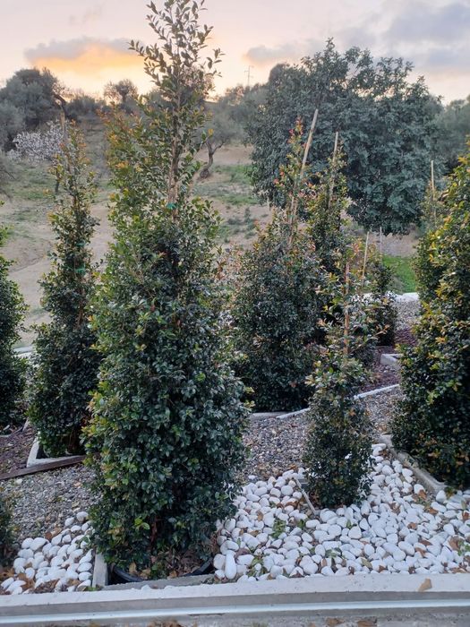 eugenia myrtifolia newport e Melaleuca para sebe para sebe