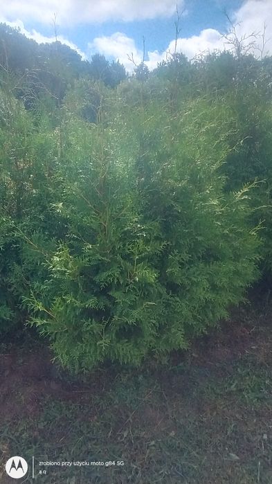 Thuja brabant 180-200cm
