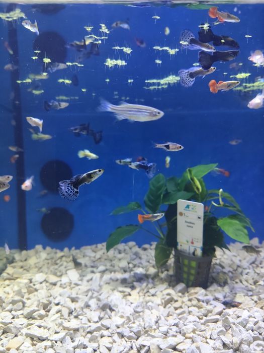 Guppys dumbo cauda vermelha /Metallica Yellow