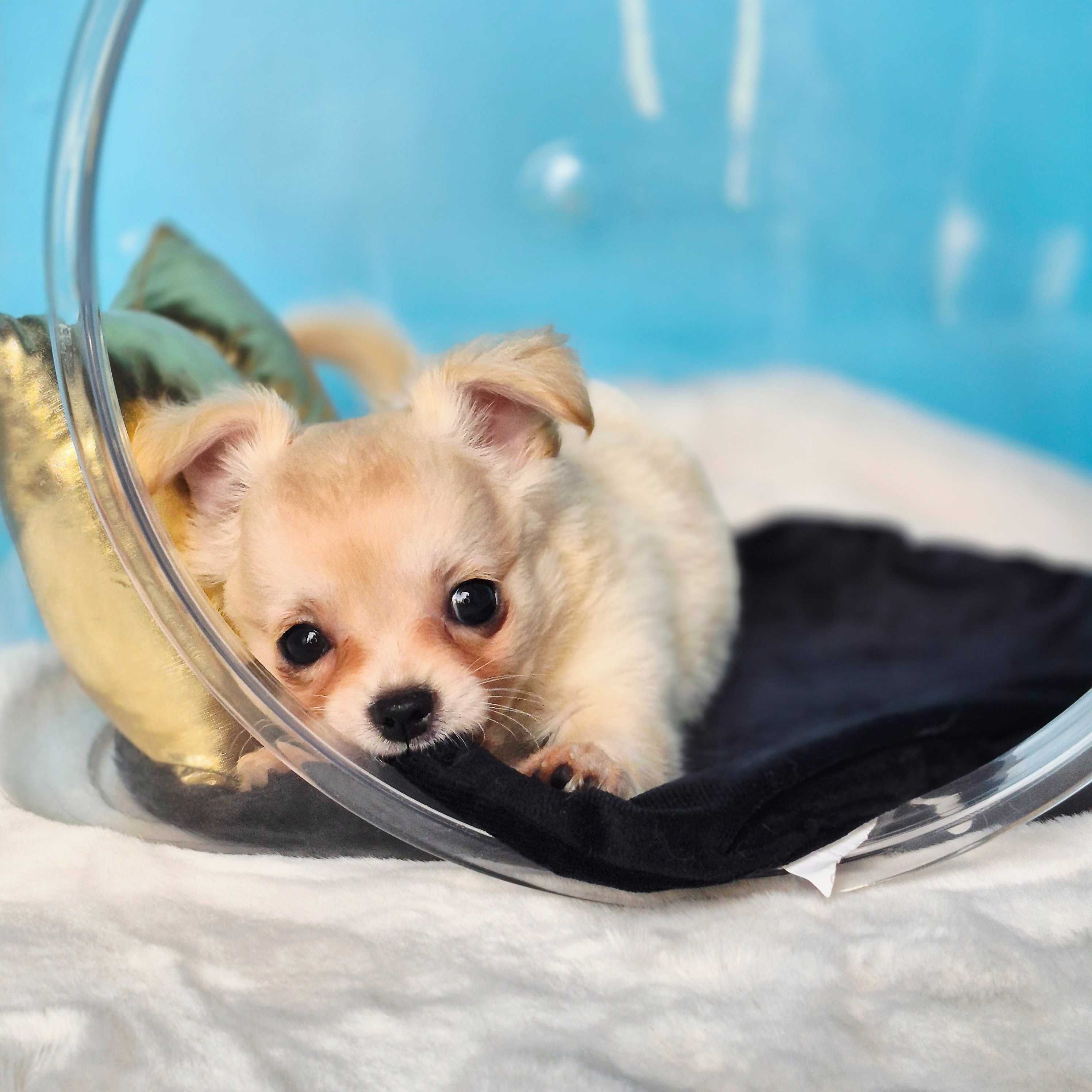 Chihuahua Lolo z Hodowli pieski z kaszub Gotowy do odbioru
