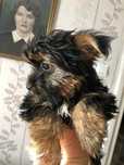 York Terrier - Bilboa