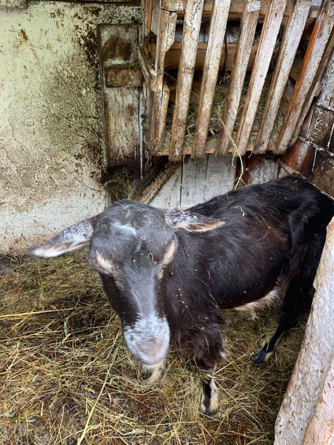 Продам козу дійну