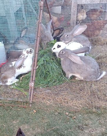 Tuszki z królików