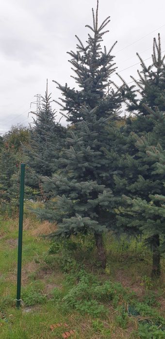 Choinki,świerk srebrny likwidacja plantacji