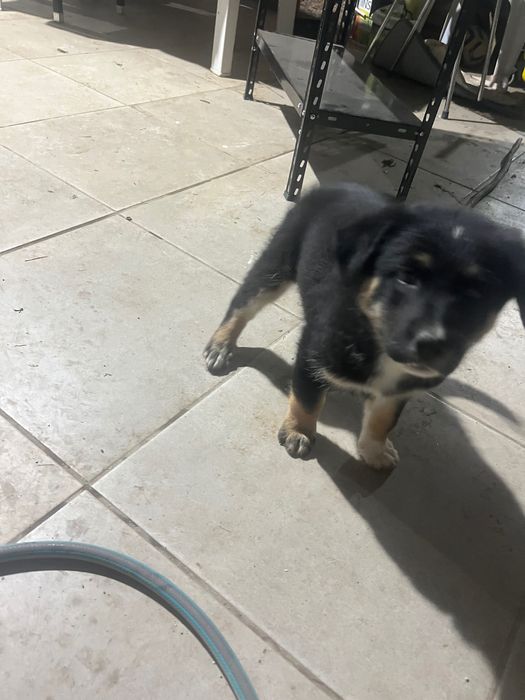 Cão da Serra da Estrela