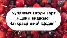 Купуємо сезонні ягоди (вишня, малина, смородина, порічка) гурт, опт