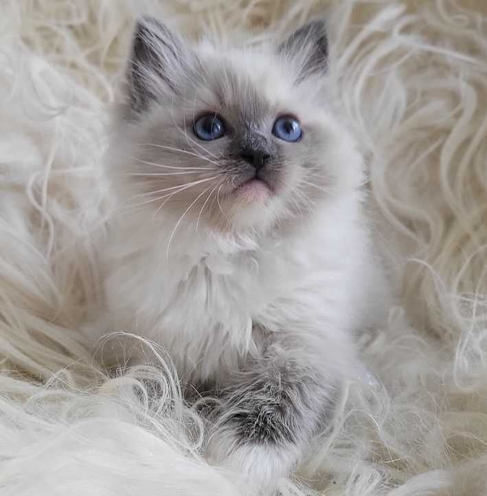 Koteczka Ragdoll z rodowodem WCF- koniec sierpnia
