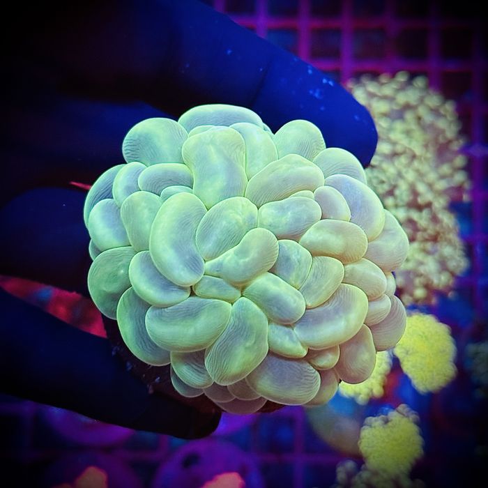 Plerogyra Fluo Green Bubble Coral M Akwarium Morskie WYSIWYG
