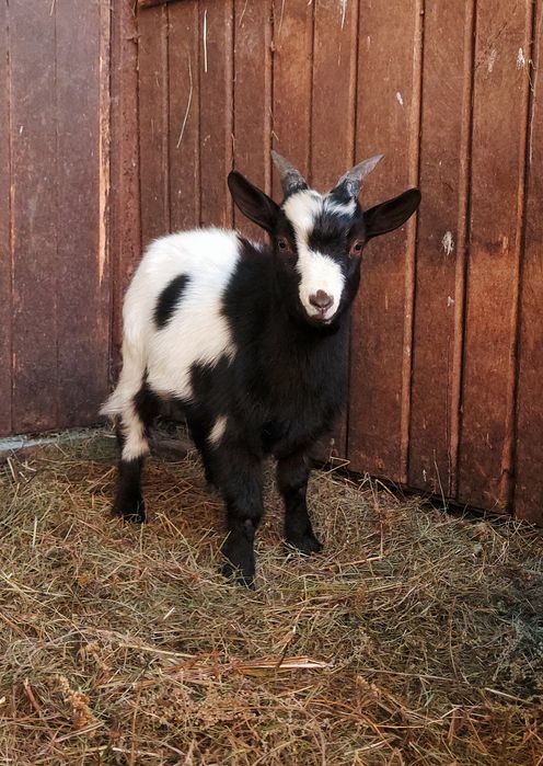 Продам молодих Цапів породи Західно-Африканських карликових кіз