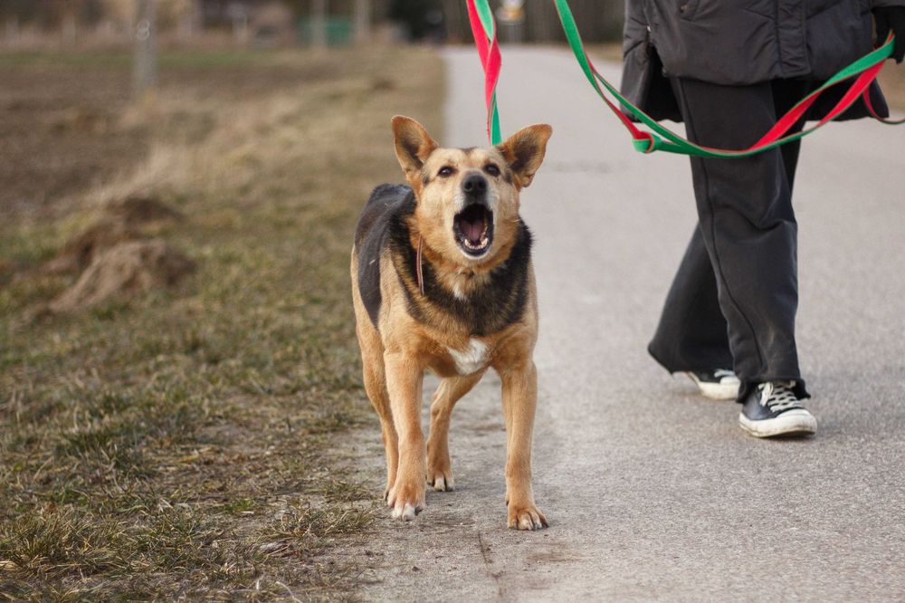 IRGA - Schronisko Canis w Kruszewie