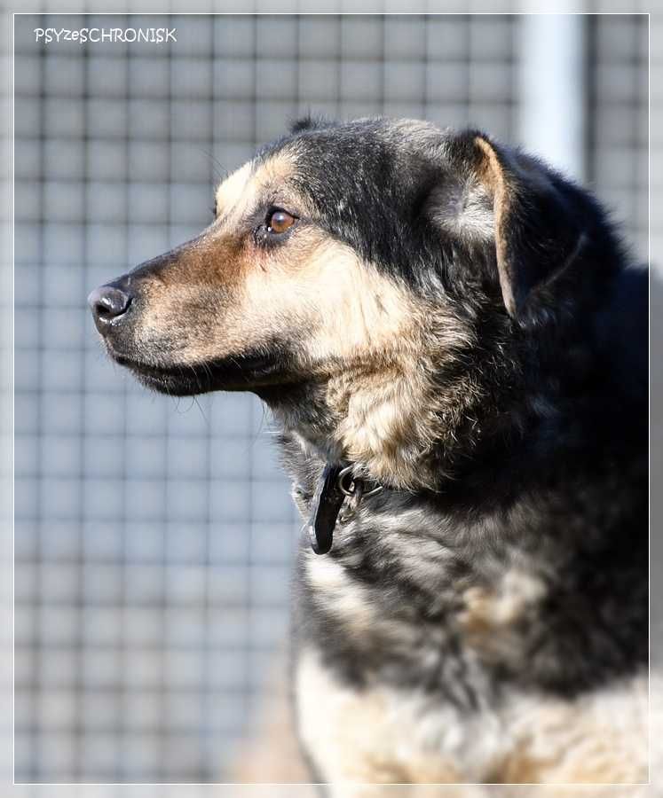 Lizak – wpatrzony w człowieka kundelek nie traci nadziei na dom