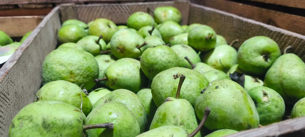 Skrzynka 15kg Jabłka gruszki z własnego sadu odmiany słodkie