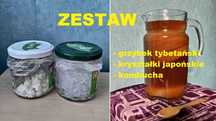ZESTAW: Grzybek tybetański + algi japońskie + kombucha