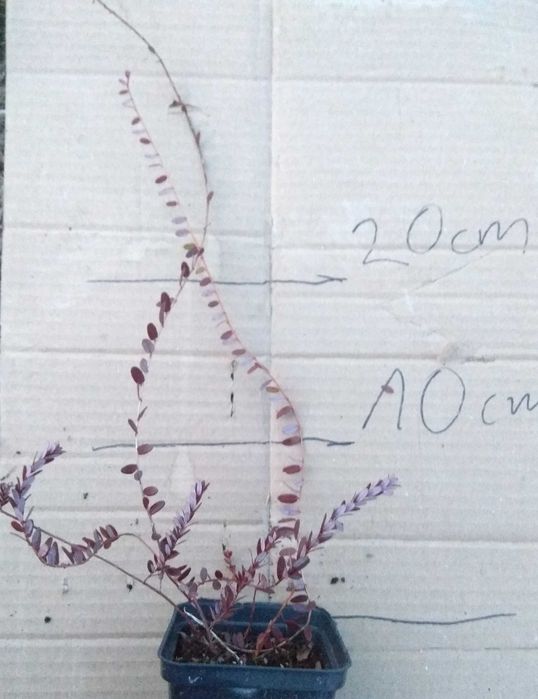 żurawina Pilgrim, doniczka P9, 4 zł