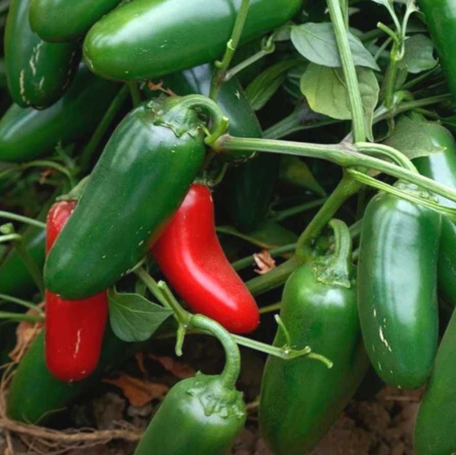 SADZONKA papryki ostrej BIO chilli – Cayenne Habanero Cyklon *GOTOWE