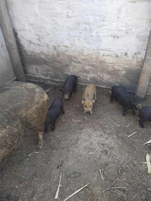 Поросята  породи королівський кармал