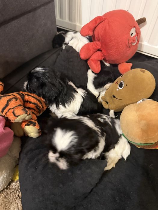Shih tzu szczeniak