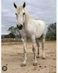 Comparto cavalo fin de semana