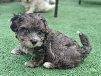 Suczka maltipoo z metryką