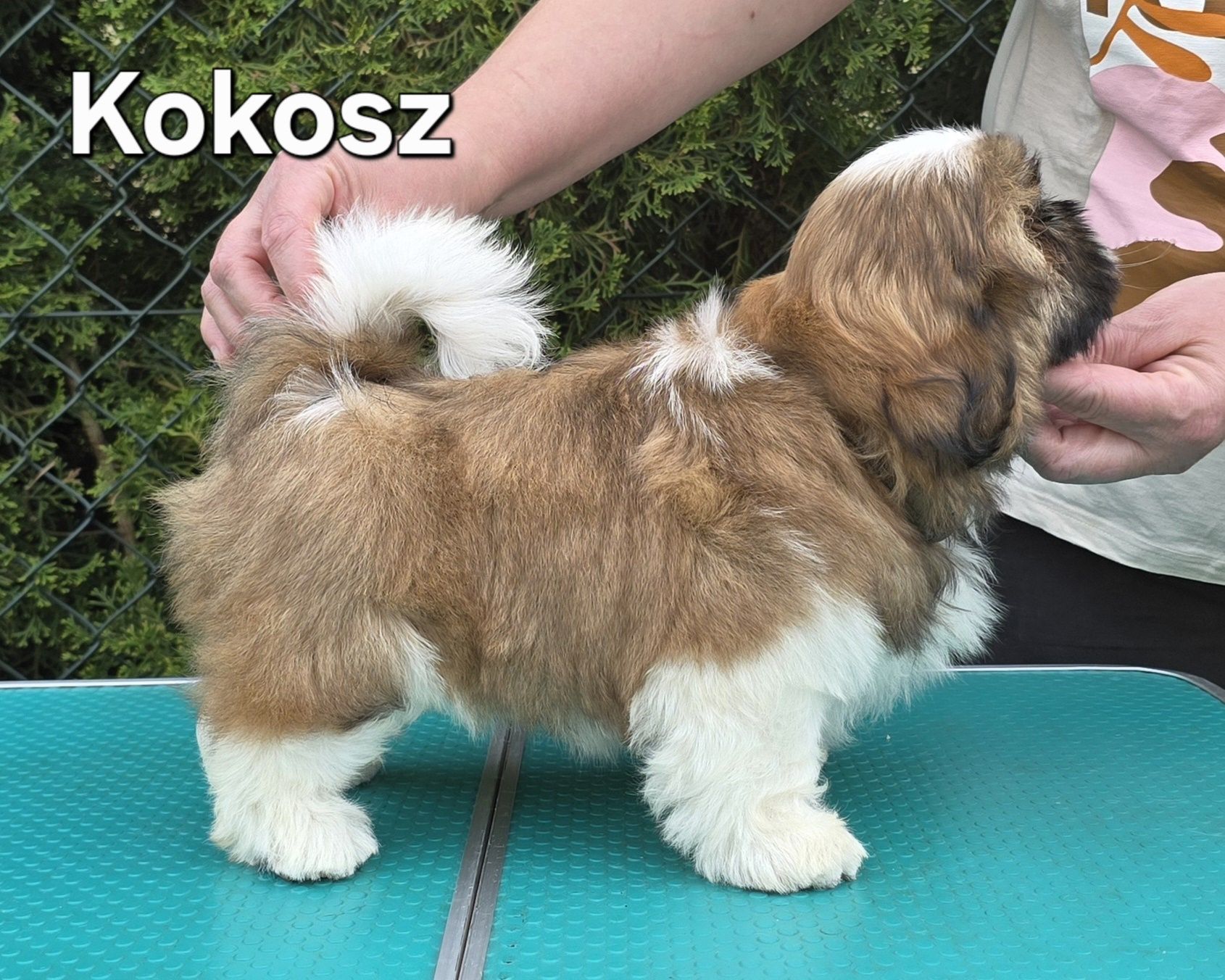 Piesek Shih tzu ZKWP