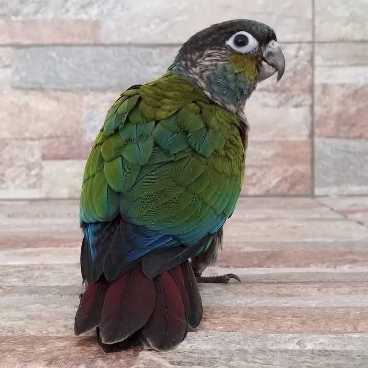 Pyrrhuras perlata criadas a mão