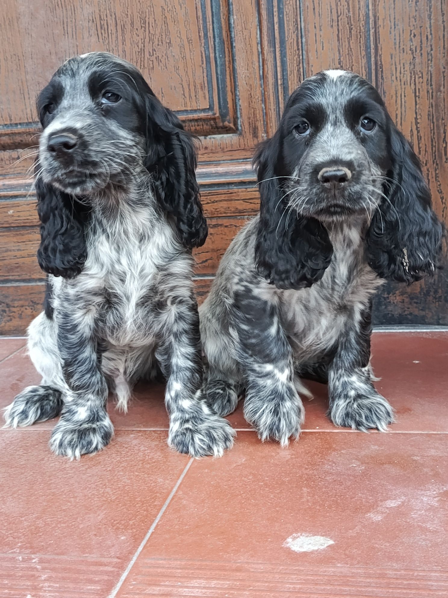 Piesek Cocker Spaniel